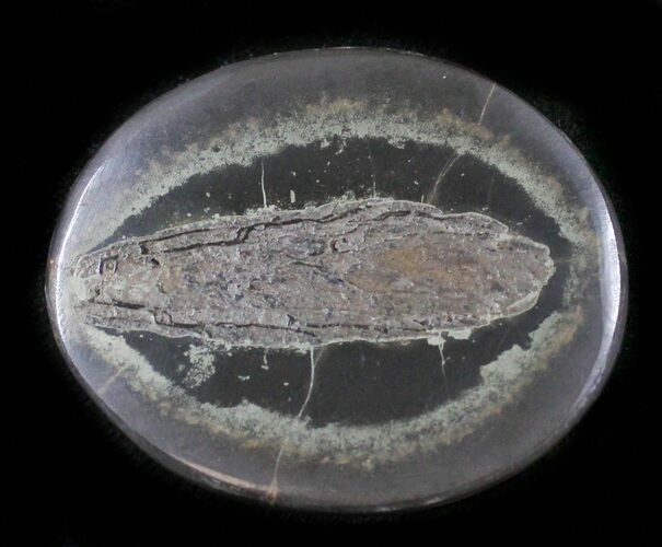 Polished Fish Coprolite (Fossil Poo) - Scotland #24559